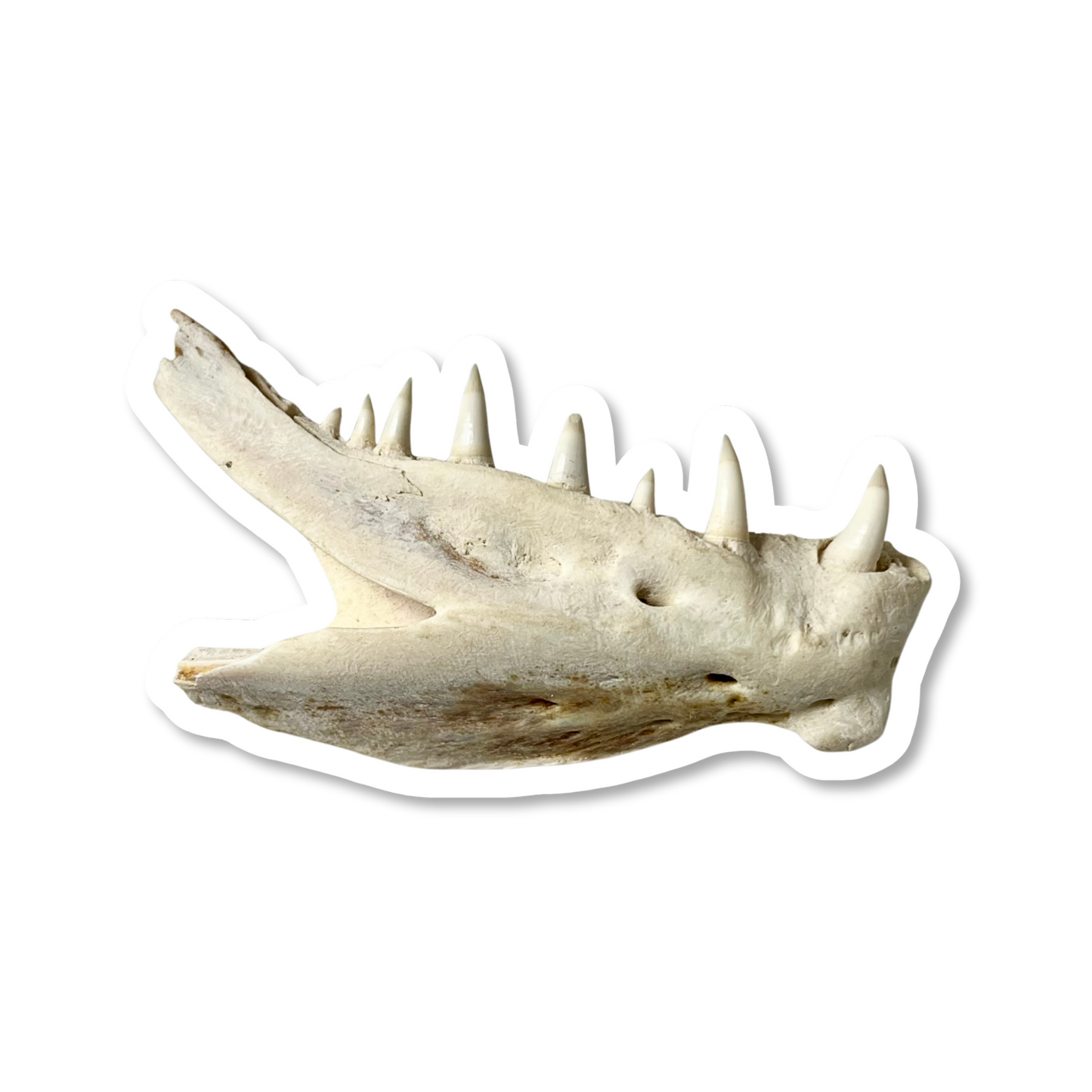 Red Snapper Jaw Sticker