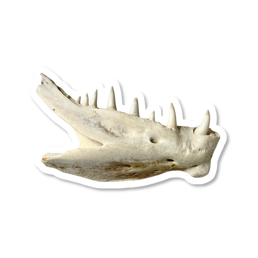 Red Snapper Jaw Sticker